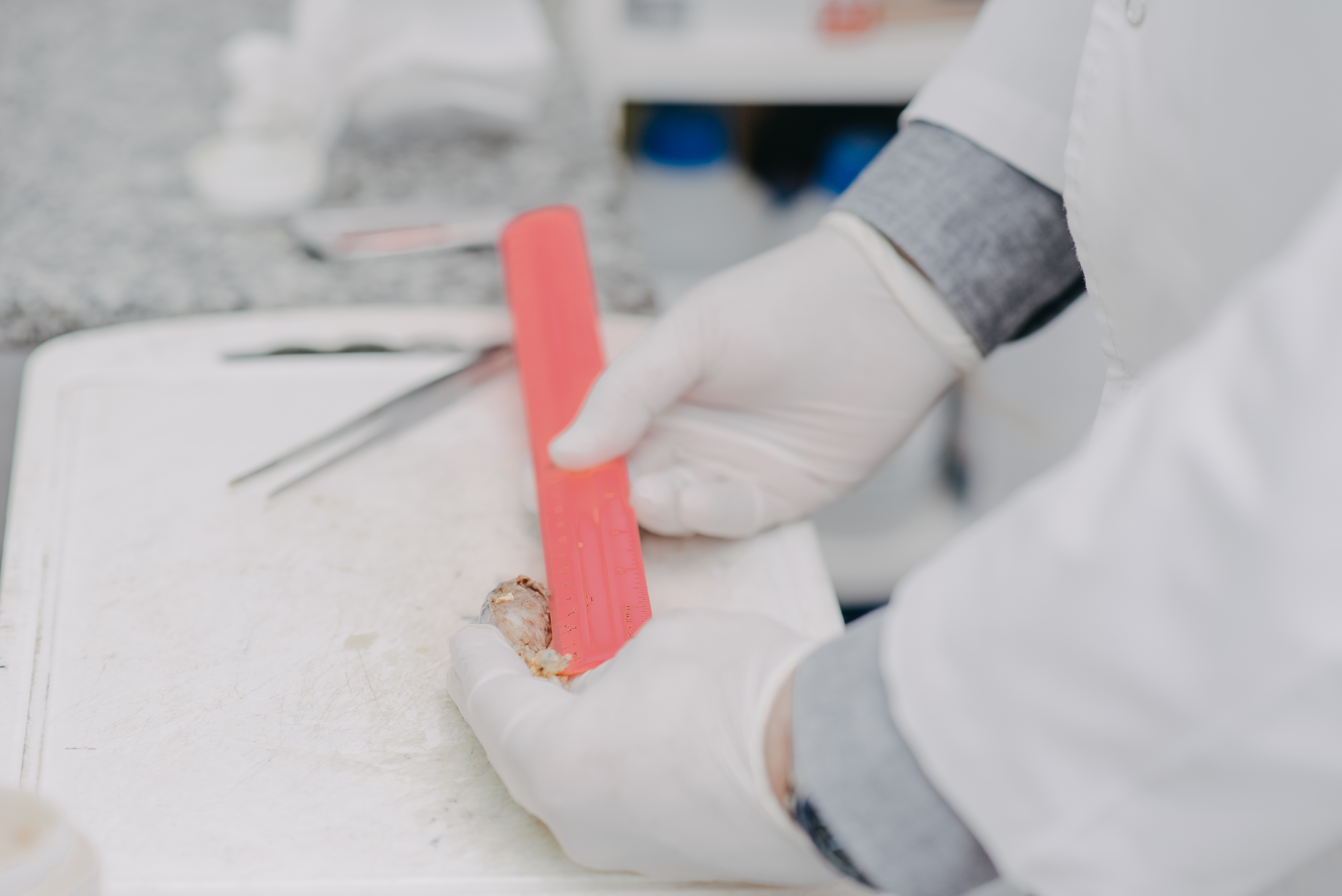 Laboratorio